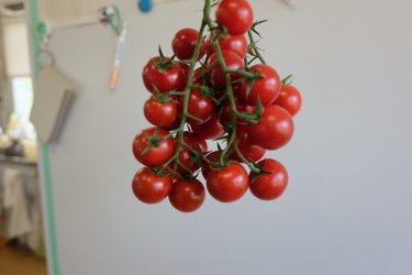トマトすくい！