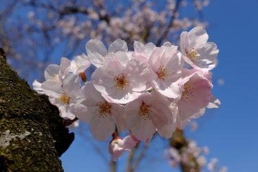 こんな時は綺麗な桜でも眺めて気持ちを落ち着かせましょう？