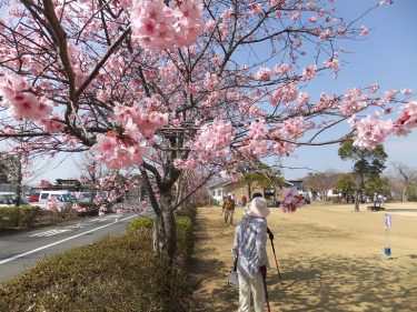 一足先に”河津桜”でお花見です。