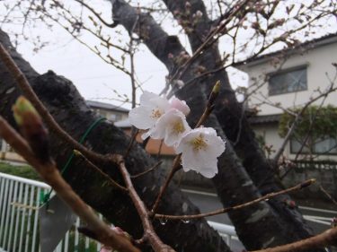 夢爺さんが勝手に熊本地方の桜開花宣言をするのだ～。